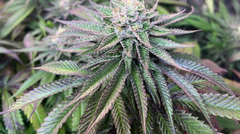 buying marijuana online 